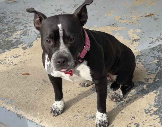 Roxi