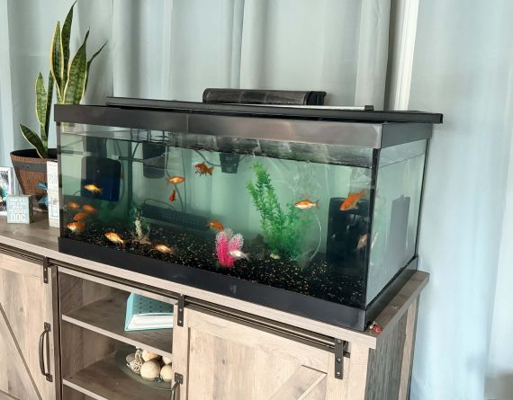 Goldfish